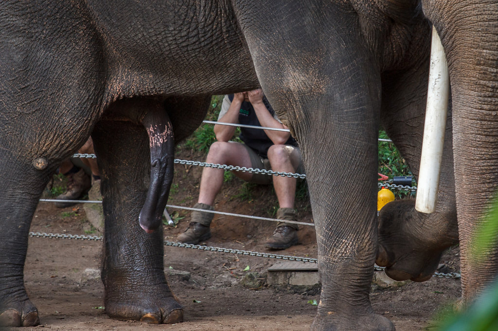 Horny Elephant @ Melbourne Zoo