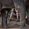Horny Elephant @ Melbourne Zoo
