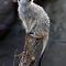 Meerkat @ Melbourne Zoo