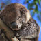 Koala @ Great Ocean Road