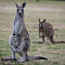 Kangurus @ Grampians National Park