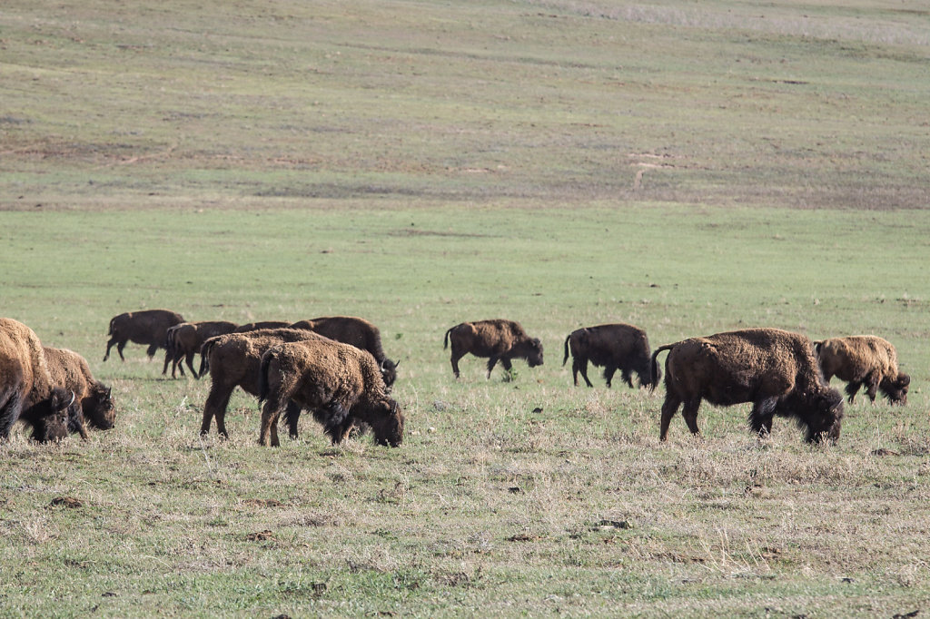 Herd of Bisons