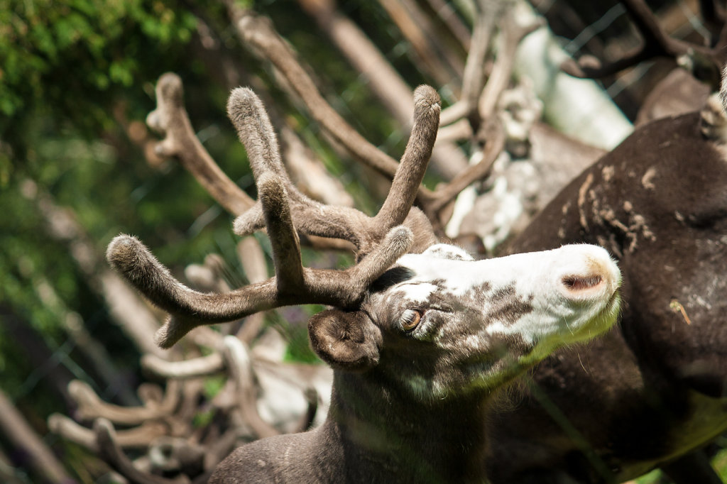Reindeer Farm, Lapland