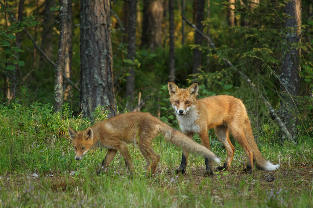 Foxes