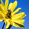Bee & Flower